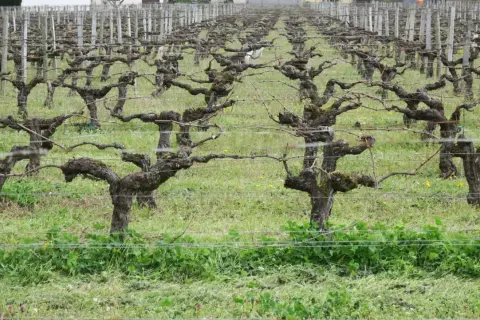 Vignes taillées en taille guyot double, leurs troncs noueux et leurs branches s'étendent sur un tapis d'herbe verte.