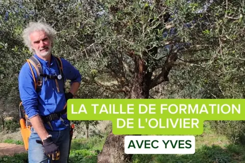 Yves, expert en taille d'olivier sur tige, montre la croissance d'un jeune arbre.