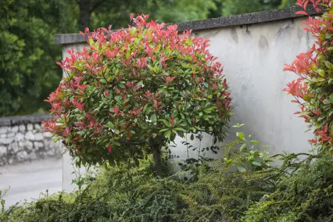 Un arbuste photinia aux feuilles rouges et vertes, taillé en boule, se dresse près d'un mur en béton.
