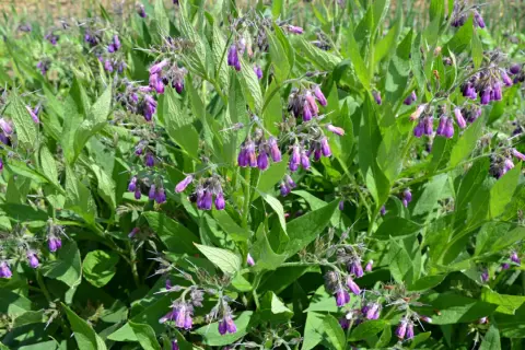 Plantes de consoude aux fleurs violettes pendantes, prêtes à être transformées en purin de consoude pour le jardin.