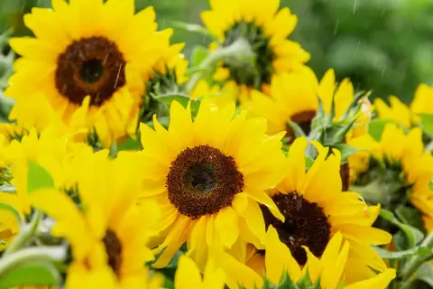 Un champ de semis tournesol sous une pluie fine, les pétales jaunes brillent d'eau.