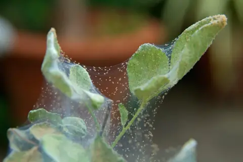 Des feuilles vertes recouvertes de toiles d'araignées et de minuscules araignées rouges. Un signe qu'un traitement contre l'araignée rouge est nécessaire.
