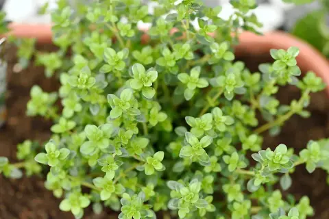 Gros plan sur un plant de thym citron aux petites feuilles vertes vives, prêt à parfumer vos plats.