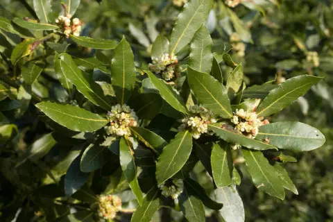 Feuilles vertes et fleurs pâles d'un laurier sauce, prêt à parfumer vos plats.