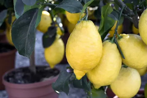 Citronnier en pot, chargé de citrons jaunes. Un bon engrais citronnier a permis cette belle récolte.