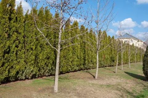 Une haie anti bruit dense et verte borde un jardin avec des arbres dénudés. Au loin, une maison aux toits bleus se dessine.