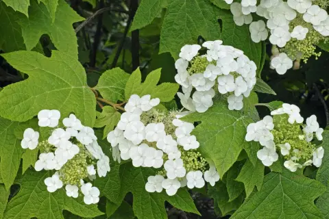 Grappes de fleurs blanches délicates de l'hortensia quercifolia, aux feuilles vertes lobées caractéristiques.