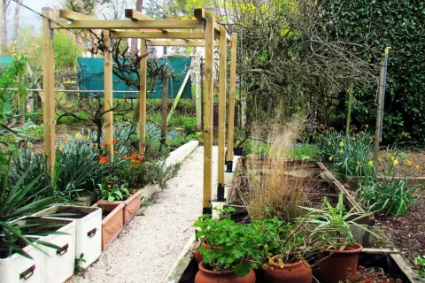 Un chemin de gravier serpente sous une pergola en bois, bordée de plantes en pots et de fleurs printanières. Une vigne sans fruit pour pergola attend de s'y accrocher.