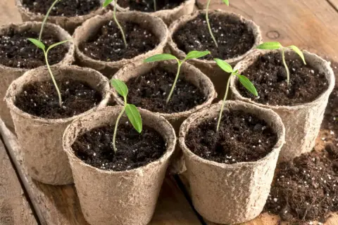 Petits semis de tomates dans des pots en carton, prêts à grandir.