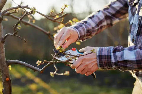 Un jardinier utilise un sécateur pour tailler un jeune pommier. Il apprend comment tailler un pommier trop haut pour favoriser sa croissance.