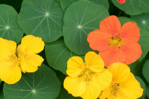 Capucines comestibles aux couleurs vives, jaunes et orangées, sur fond de feuilles vertes rondes.