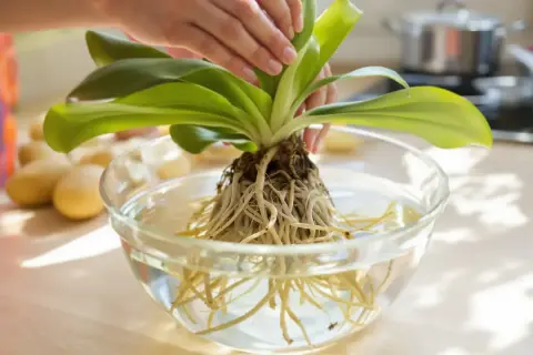Orchidée aux racines saines trempant dans l'eau, prête pour un nouveau terre pour orchidée.
