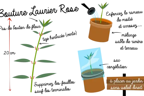 Illustration montrant comment préparer une bouture laurier rose. Une tige est coupée, puis mise en pot et recouverte d'un sac plastique.