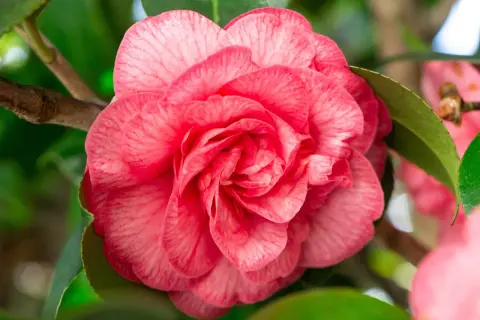 Une belle bouture camélia rose, avec des pétales délicats veinés de blanc, épanouie sur une branche verte.