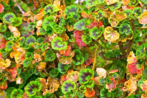 Feuilles de géraniums présentant des taches rouges et jaunes, signes de maladies.