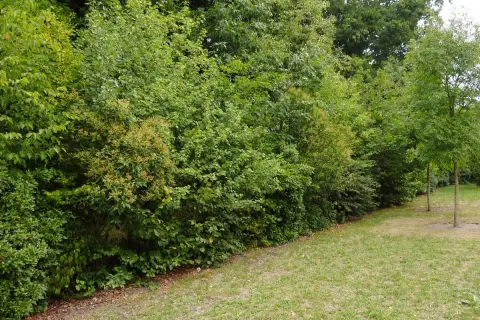 Un mur végétal dense, une parfaite plante brise vue, borde une pelouse verdoyante.