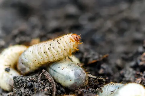 Gros plan sur une larve de cetoine, blanche et dodue, se déplaçant dans la terre. D'autres larves sont visibles autour.