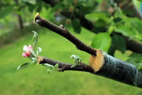 Un pommier en pleine croissance, prêt à greffer. Une nouvelle branche avec des bourgeons roses et verts est attachée à une branche plus ancienne.