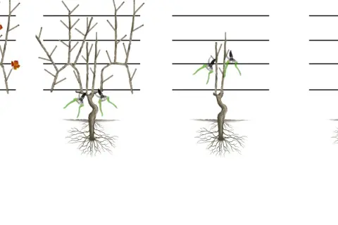 Étapes pour apprendre comment tailler un pied de vigne jeune. Illustration montrant la taille progressive d'une jeune vigne.