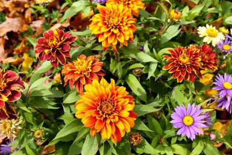 Magnifique fleur d'automne aux couleurs vives, mêlant le rouge, l'orange et le jaune, entourée de feuilles d'automne.