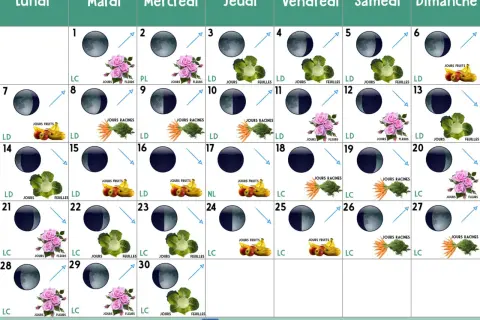 Calendrier lunaire de jardinage. Chaque jour indique une phase de la lune montante ou descendante, avec des icônes de fruits, légumes ou fleurs.