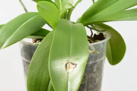 Feuille d'orchidée présentant une tache brune, signe d'une maladie des orchidées.