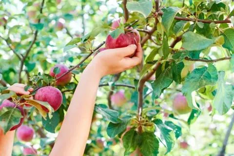 Main d'enfant cueillant une pomme rouge sur un arbre fruitier, le plus rentable pour une récolte abondante.