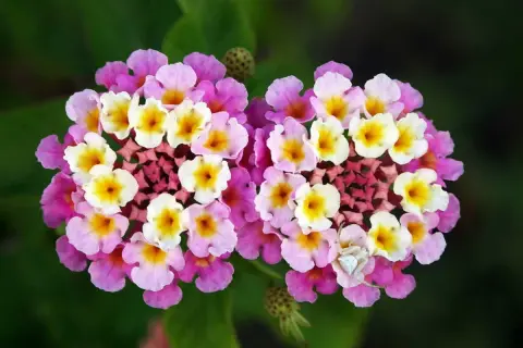 Deux grappes de fleurs multicolores, roses, blanches et jaunes, d'une plante qui fleurit toute l'année. Une araignée blanche se cache sur une fleur.