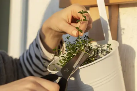 Une main coupe une bouture de thym avec des ciseaux. Les petites feuilles vertes sont prêtes à être plantées.