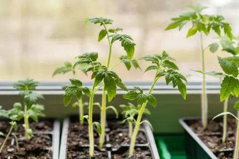 Jeunes plants de tomates précoces, prêts à être repiqués, poussent sur un rebord de fenêtre.