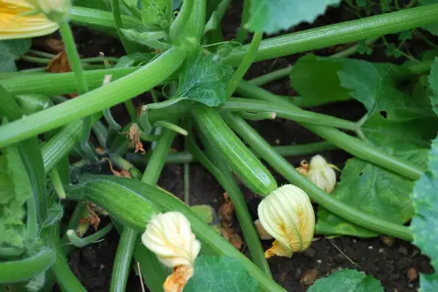 Jeune courgette blanche, encore petite, se développe sur sa tige verte, entourée de feuilles et de fleurs jaunes.