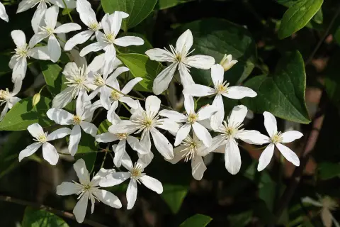 Un bouquet de clématites blanches, parfaites pour une exposition ensoleillée, illumine le feuillage sombre.