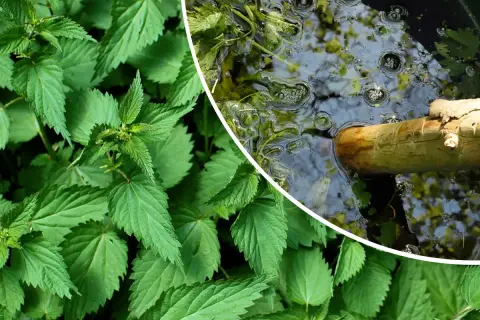 Orties vertes luxuriantes à gauche, et à droite, un bâton en bois flotte dans un liquide trouble, peut-être du purin d'ortie dangereux en fermentation.