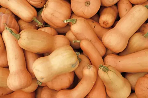 Gros plan sur une pile de courges butternut, leurs formes allongées et leurs teintes orangées promettent de délicieux plats d'automne.