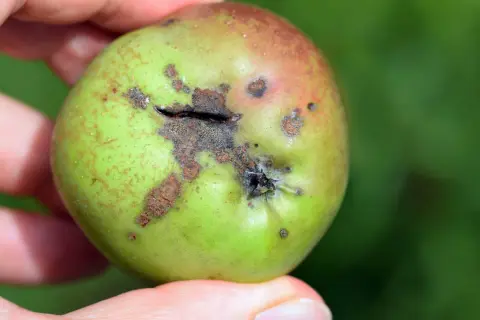Une pomme verte et rouge, tenue par des doigts, présente des taches brunes et une fissure, illustrant des maladies du pommier.