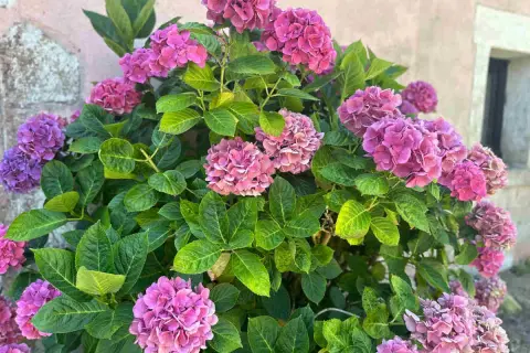 Gros plan sur un magnifique planter hortensia aux fleurs roses et violettes éclatantes, avec un feuillage vert luxuriant.