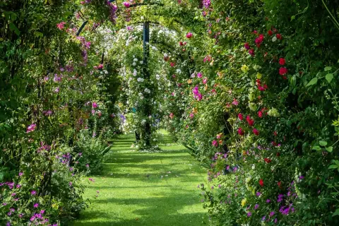 Allée de jardin luxuriante, ombragée par une **plante grimpante ombre** aux fleurs roses, rouges et blanches. L'herbe verte est parsemée de pétales tombés.