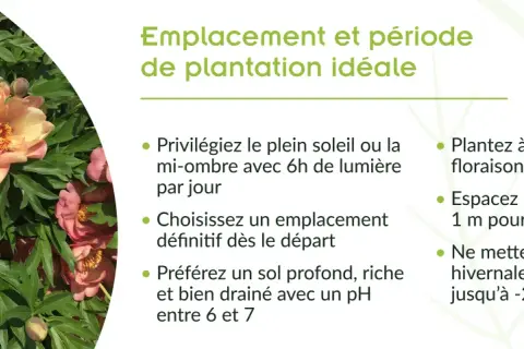 Gros plan sur de magnifiques pivoines roses et jaunes. Conseils pour le planter pivoine : plein soleil, sol drainé, plantation à l'automne.