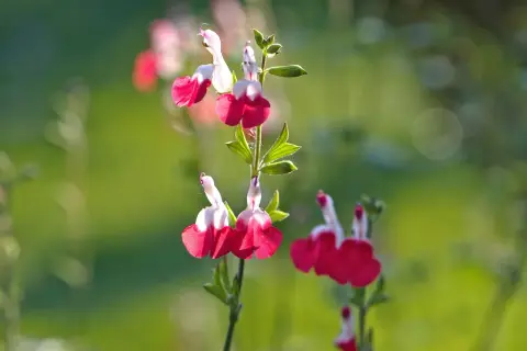 Fleurs de sauge de Graham, bicolores rose et blanc, sur fond vert flou.