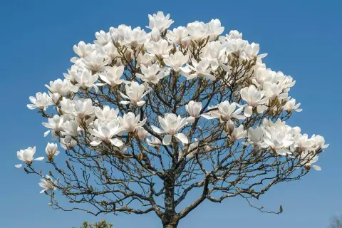 Magnifique magnolia en pleine floraison, ses grandes fleurs blanches contrastent avec le ciel bleu. La taille de ce magnolia est impressionnante.