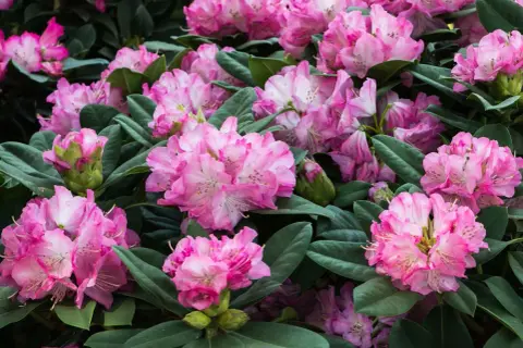 Gros plan sur des rhododendrons roses en pleine floraison. Un entretien adéquat garantit cette abondance de fleurs.