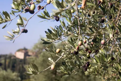 Rameau d'olivier avec des olives vertes et noires, ciel bleu et bâtiment flou en arrière-plan.