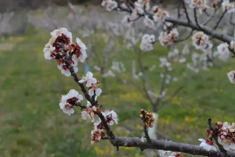 Fleurs d'abricotier en gros plan, certaines atteintes par la moniliose, sur fond flou d'un verger.