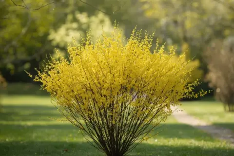 Un arbuste de forsythia en pleine floraison, ses branches chargées de fleurs jaunes éclatantes, se dresse fièrement sur une pelouse verte.