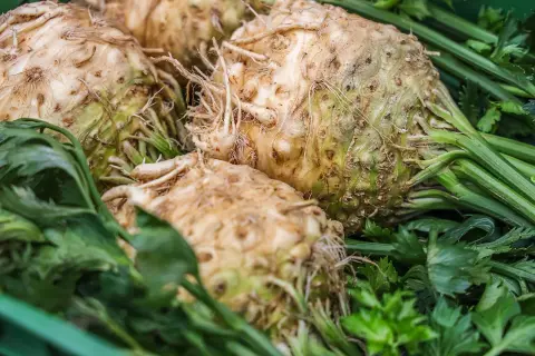 Gros bulbes de céleri rave fraîchement récoltés, avec leurs racines et leurs feuilles vertes, prêts pour la plantation ou la cuisine.