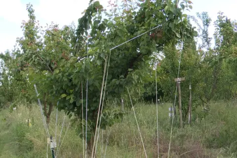 Des jeunes arbres fruitiers sont soutenus par des piquets et des fils pour courber les branches, favorisant leur croissance.