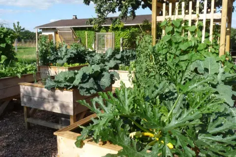 Un potager luxuriant avec des courgettes, des choux et des haricots grimpants. Idéal pour savoir que planter à côté des courgettes pour un jardin florissant.