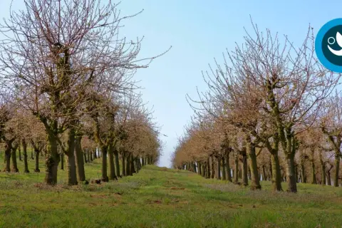 Rangée de cerisiers en hiver, prêts à tailler. Le ciel bleu clair surplombe le verger.