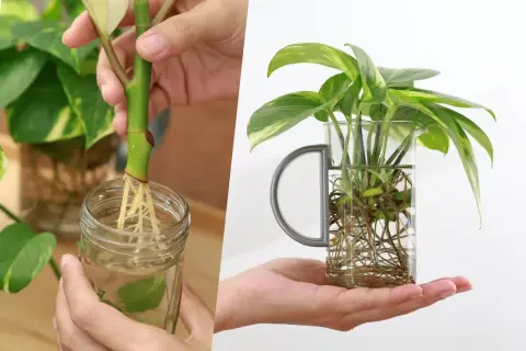 Apprenez comment faire une bouture de plante en la plaçant dans l'eau pour développer de belles racines.
