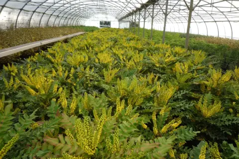 Une serre remplie de mahonia aquifolium en fleurs, leurs grappes jaunes vibrantes contrastant avec leur feuillage vert foncé.